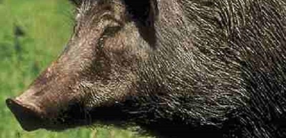 Африканская чума свиней подтвердилась еще у 20 кабанов в Латвии