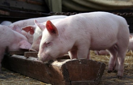 В четырех волостях Латвии впервые зафиксировали африканскую чуму свиней