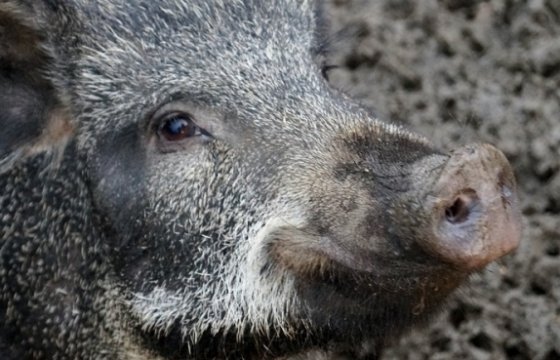 На ферме в Саласпилсском крае Латвии выявили АЧС: 10 тысяч свиней будут ликвидированы