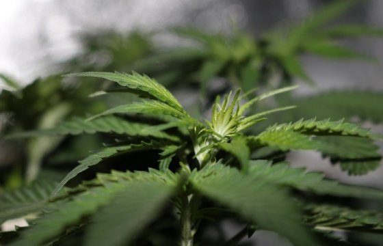 Парламент Канады одобрил использование марихуаны в рекреационных целях