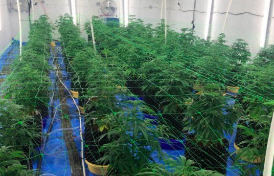 В Юрмале обнаружили профессиональную плантацию марихуаны