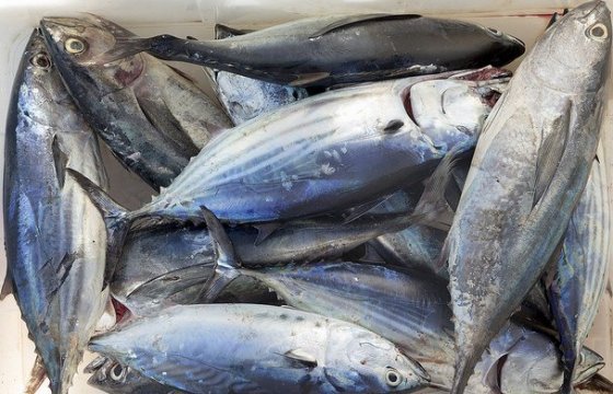 Японский ресторатор заплатил 3 млн долларов за рыбу