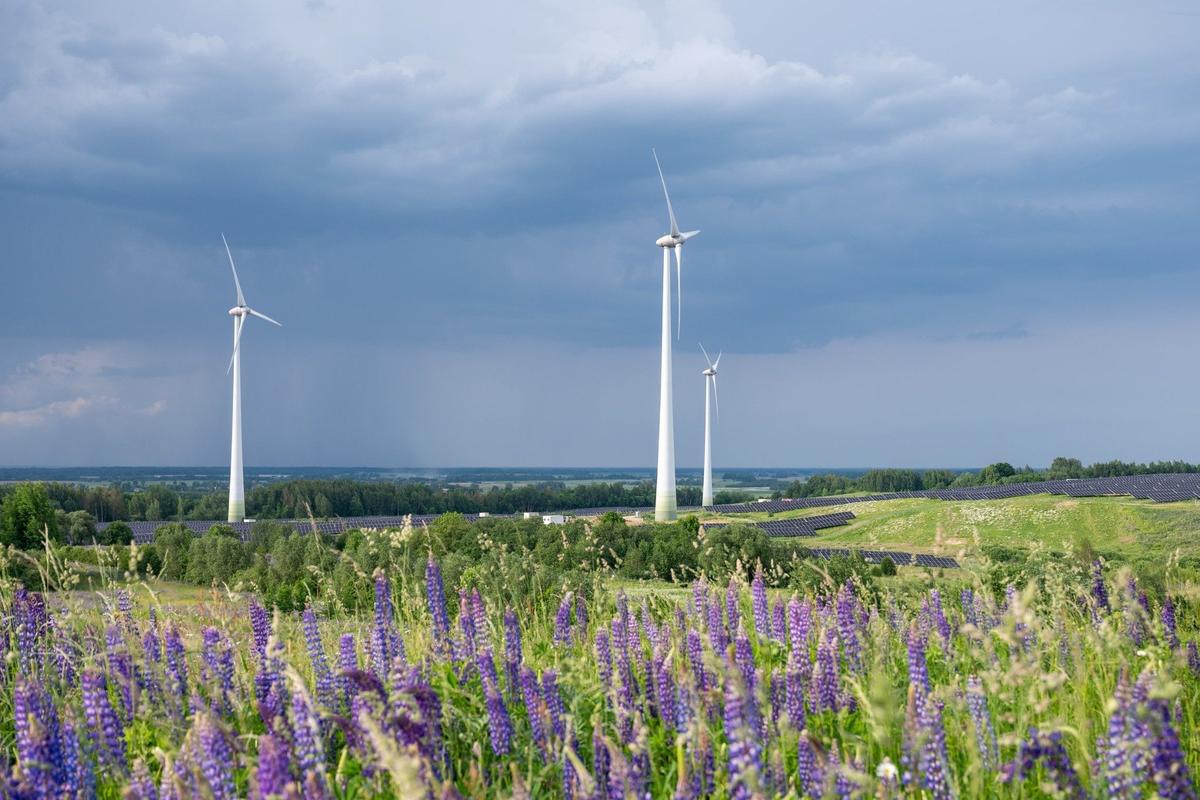 Ветряки в районе Таураге. Фото: Ignitis Renewables