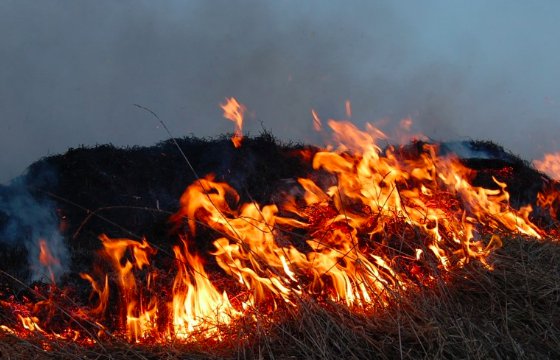 Пожар в Риге: сгорело 54 га земли