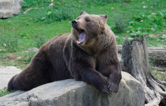 Американка проведет 4 дня в тюрьме за беспокойство медведей