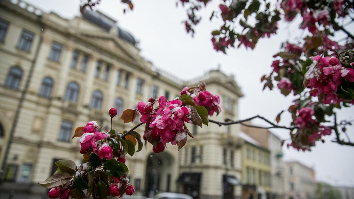 Прошедшая зима была самой темной в истории Литвы. Как помочь себе в стране, где месяцами «небо цвета цепеллинов»