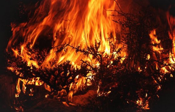 Латвия выделит 50 тысяч евро на помощь пострадавшим от пожаров в Австралии