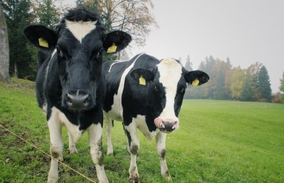 Молочной отрасли Латвии могут выделить еще 7 млн. евро