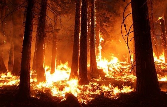 На юге Эстонии свирепствует лесной пожар