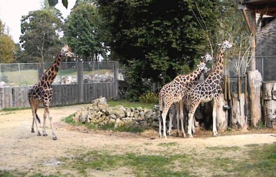 Рижский зоопарк повысит стоимость билетов
