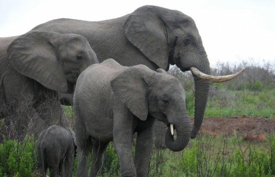 Слоны из зоопарка Таллина получат дизайнерские игрушки