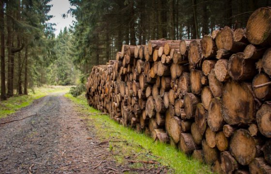 Ikea стала крупнейшим частным владельцем лесов в Литве