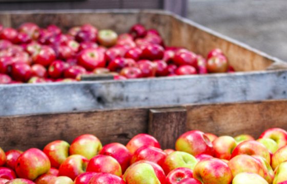 48 тонн груш и яблок везли из Беларуси в Россию под видом шлангов и труб