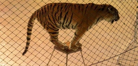 Продовольственно-ветеринарная служба Латвии предлагает запретить использовать в цирке диких животных