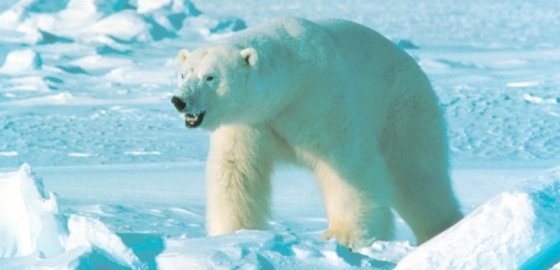 Деньги на новый вольер для белых медведей Таллинского зоопарка попытаются собрать на благотворительном ужине