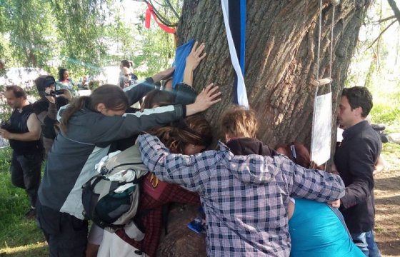 Cеребристую иву в Таллине по-прежнему не дают спилить: двое протестующих забрались на дерево