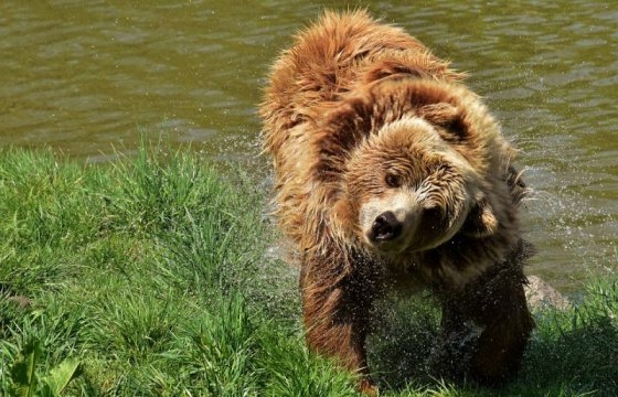 В этом сезоне охоты в Эстонии отстрелили 37 медведей