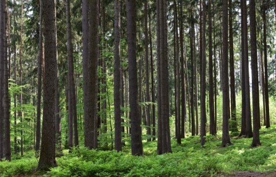 Шведская IKEA стала крупнейшим лесовладельцем в Литве