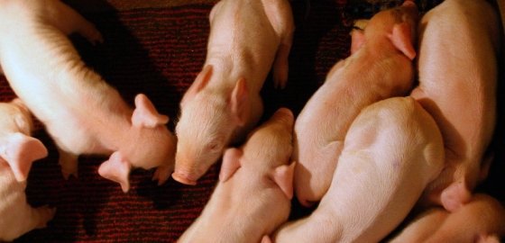 Еврокомиссия разрешила Эстонии компенсировать фермерам потери от свиной чумы