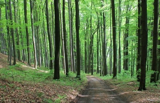 Министерство окружающей среды Эстонии хочет выплачивать пособия владельцам частных лесов