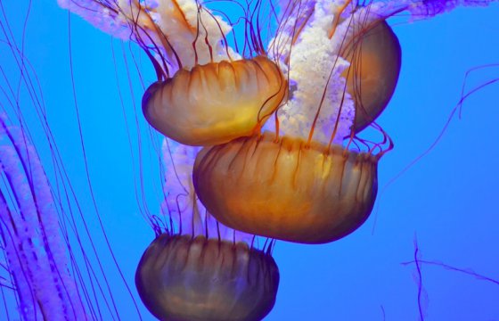 У побережья Лиепаи появились медузы (Фото)