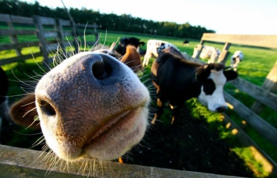 Две коровы прославились на всю Эстонию