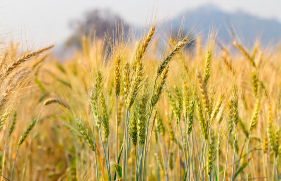 Урожай зерновых в Эстонии может сократиться на 40%