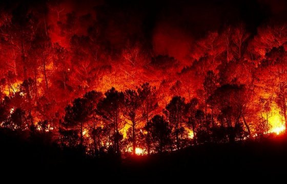 Более 700 пожарных вышли на борьбу с огнем в национальном парке Португалии