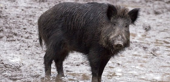 В Латвии у диких кабанов выявлены новые случаи африканской чумы свиней