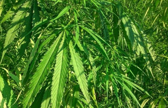 В Грузии декриминализовали коноплю и марихуану
