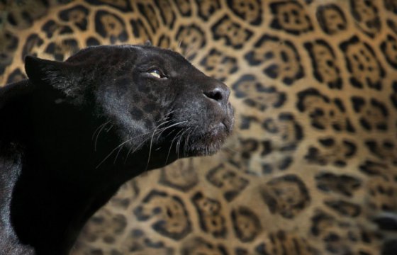 В рижской квартире обнаружили черного леопарда