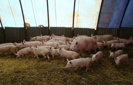 Министр земледелия Латвии: АЧС не уничтожит свиноводческую отрасль страны