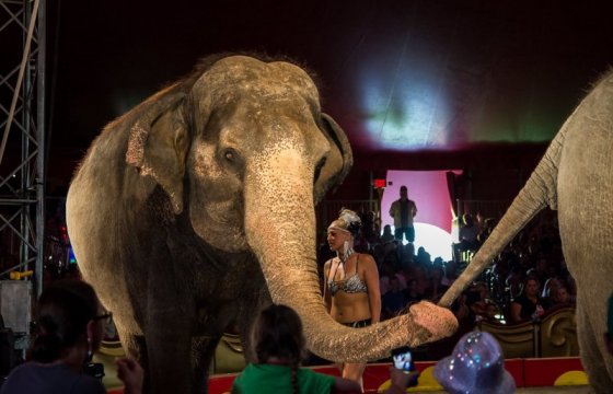 Чешскому цирку запретили выступления со слоном в Литве
