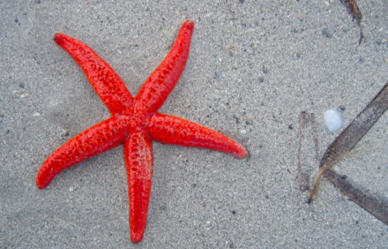 В Великобритании побережье усыпало морскими звездами