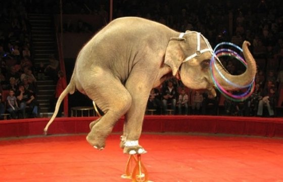 В Таллине запретили цирки с дикими животными