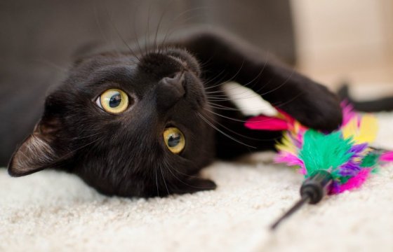 Месяц черного кота в Эстонии: 86 котов нашли дом