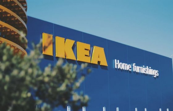 Деревья в украинских Карпатах незаконно вырубают для стульев IKEA — расследование