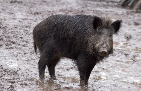 Африканскую чуму свиней впервые зафиксировали в Чехии