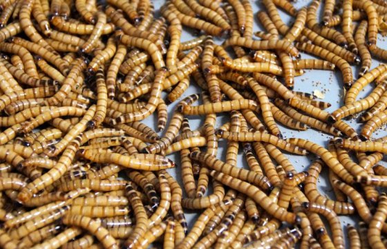 В ЕC разрешили есть червей